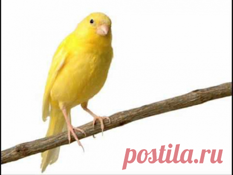 EL CANTAR DE LOS PAJAROS  Pajarillos Cantando Hermosas Melodias. Peaceful Relajacion.