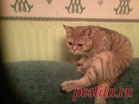 Ищу котика для неё!