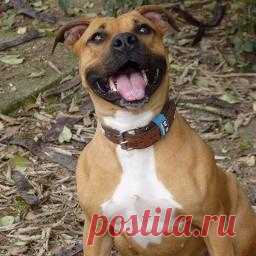 Dogs | Reviews, Comments and other Dogs | Shadow.com