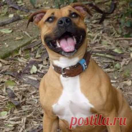 Dogs | Reviews, Comments and other Dogs | Shadow.com