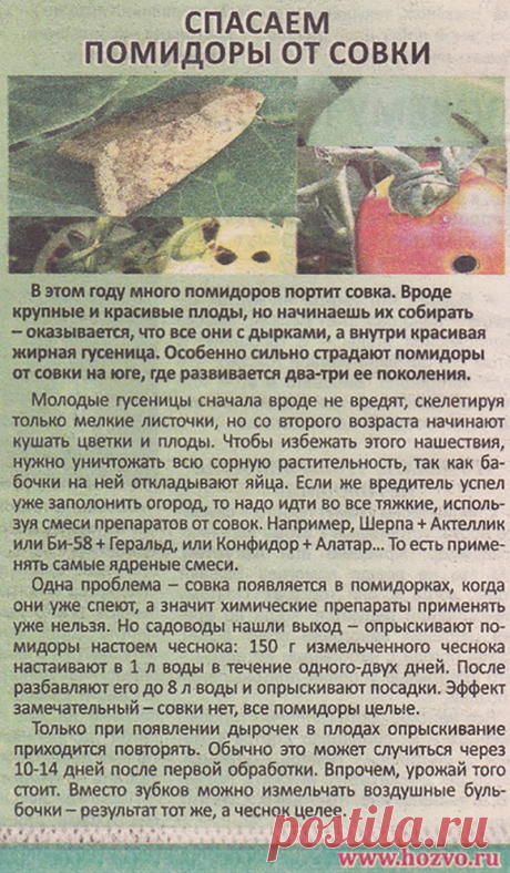 Спасаем помидоры от совки