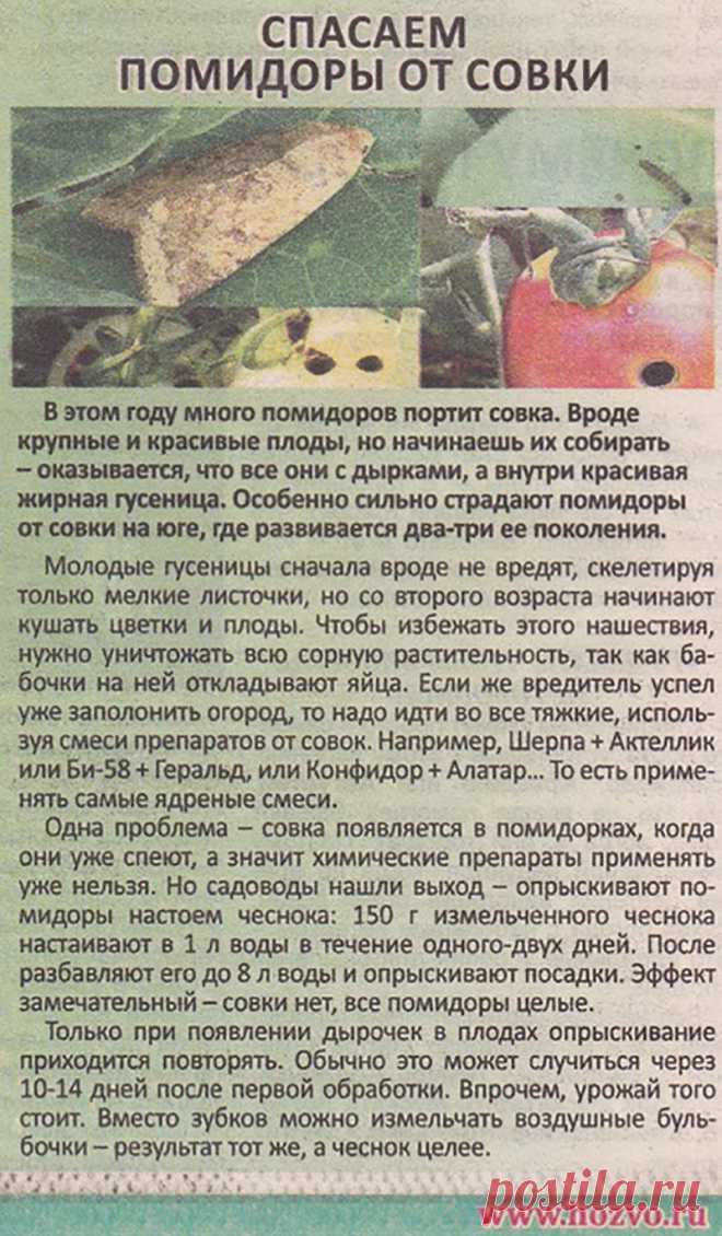 Спасаем помидоры от совки