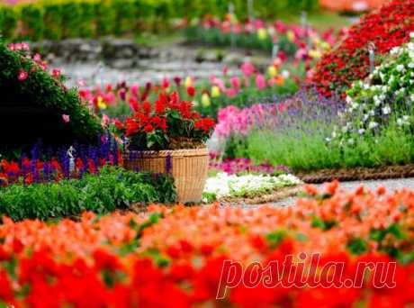 15 цветочных спецэффектов для украшения сада | Огород без хлопот