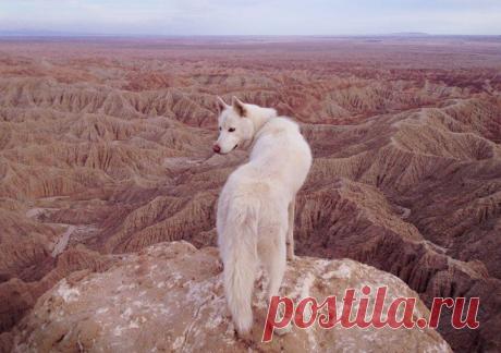 Приключения человека и его собаки в величественных фотографиях природы | Домашняя аптечка