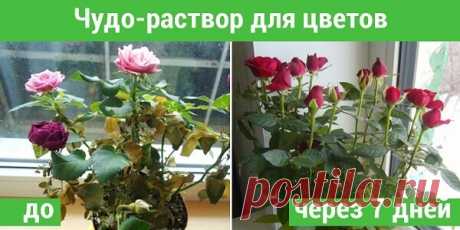 Цветок увядал не по дням, а по часам… Всё поменялось с использованием этого суперсредства! Древесную золу можно смело использовать для подкормки таких домашних растений, как фикус Бенджамина, бегония, цикламен, фуксия, монстера, пеларгония, герань, комнатные розы и др. Воспользуйся этим простым рецептом, чтобы твои зеленые друзья получили все необходимые микроэлементы!