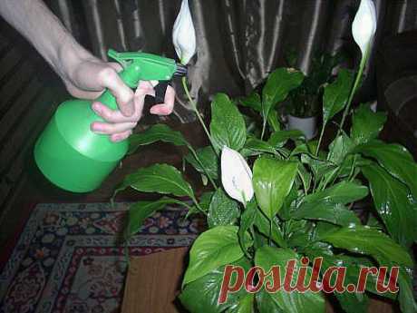 Влажность воздуха для растений | Наш уютный дом