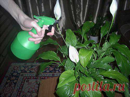 Влажность воздуха для растений | Наш уютный дом