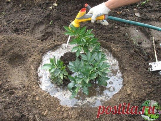 4 ЭТАПА ВНЕСЕНИЯ УДОБРЕНИЙ ДЛЯ ПИОНОВ
 
1 этап - как только появятся молодые ростки, залейте в ямку у корней раствор аммиачной селитры (15 г. на 10 л. воды).
2 и 3 этап - на стадии появления бутонов и на стадии их цветения внесите 7-8 г. аммиачной селитры, 5-6 г. калийной соли и 10-12 г. суперфосфата.
4 этап - когда цветение уже закончится, внесите 5-6 г. калийной соли и 10-12 г. суперфосфата.