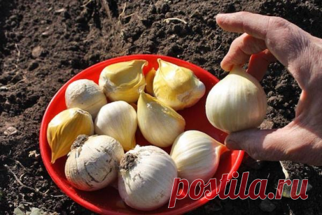 СЕКРЕТЫ СУПЕРКРУПНОГО ЧЕСНОКА
Сохраните, чтобы не потерять!

Первый секрет – посадочный

Выращивать озимый чеснок надо обязательно в двулетней культуре, то есть сначала сеять осенью бульбочки. Из них вырастут однозубки. А затем из однозубок получать крупные головки. Тогда чеснок не вырождается и не мельчает. А чтобы каждый год быть с урожаем, надо просто часть грядки сажать бульбочками, а часть однозубками.

Бульбочки можно высевать и весной, правда, сохранить их до этой п...