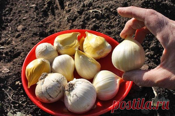 СЕКРЕТЫ СУПЕРКРУПНОГО ЧЕСНОКА
Сохраните, чтобы не потерять!

Первый секрет – посадочный

Выращивать озимый чеснок надо обязательно в двулетней культуре, то есть сначала сеять осенью бульбочки. Из них вырастут однозубки. А затем из однозубок получать крупные головки. Тогда чеснок не вырождается и не мельчает. А чтобы каждый год быть с урожаем, надо просто часть грядки сажать бульбочками, а часть однозубками.

Бульбочки можно высевать и весной, правда, сохранить их до этой п...