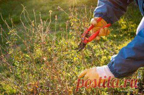 Какие кустарники и деревья нельзя обрезать весной