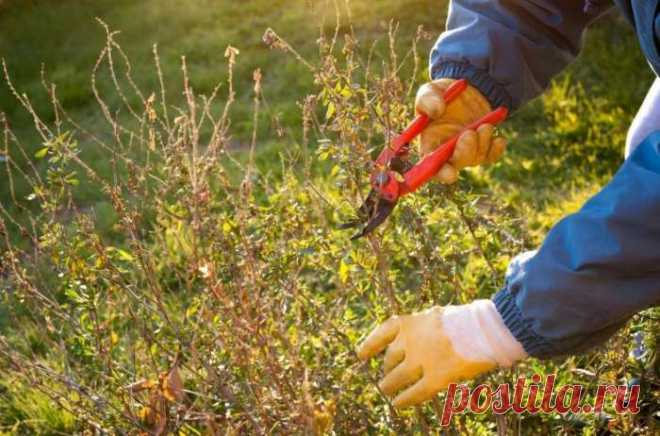Какие кустарники и деревья нельзя обрезать весной