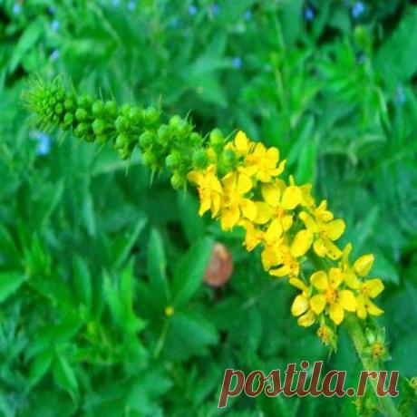 Печени зеленые помощники | Друг пенсионера
Печень — это жизненно важный орган, самая большая же­леза в человеческом организме, выполня­ющая разнообразные функции: вырабаты­вая желчь, печень играет существенную роль в процессах пищеварения и всасыва­ния питательных веществ из кишечника в кровь.