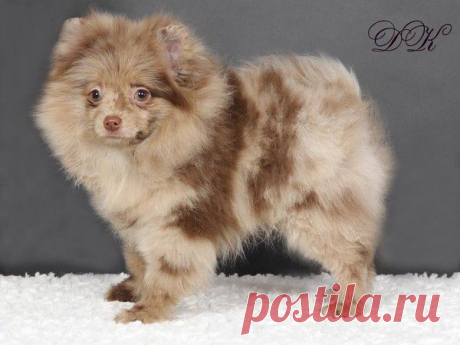 Шпиц шоколадно мраморного окраса   GIGALO TRICKSY BABY