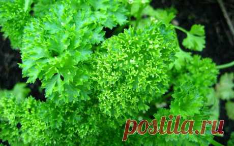 Польза и вред петрушки: зеленая целительница