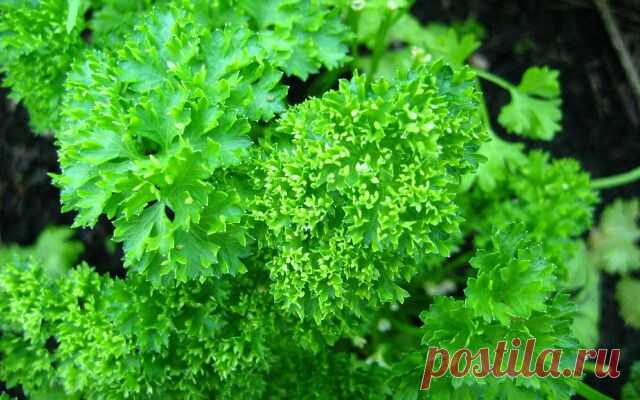 Польза и вред петрушки: зеленая целительница