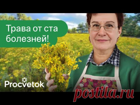 Природный антибиотик и антидепрессант, защищает от паразитов и старения, но есть один важный нюанс…