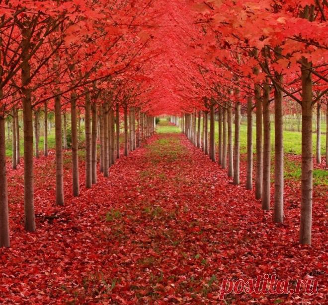 10 удивительных и красивых деревьев нашей планеты