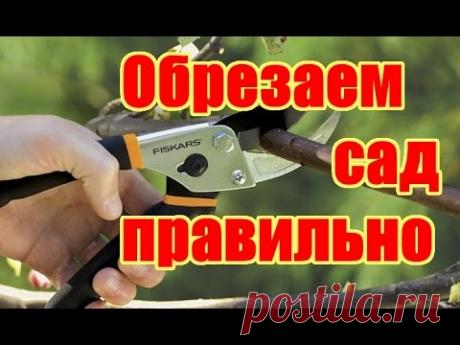 Как правильно обрезать и формировать фруктовые деревья / Весенняя обрезка деревьев в саду