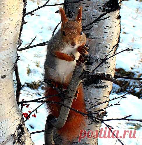 Яндекс.Фотки