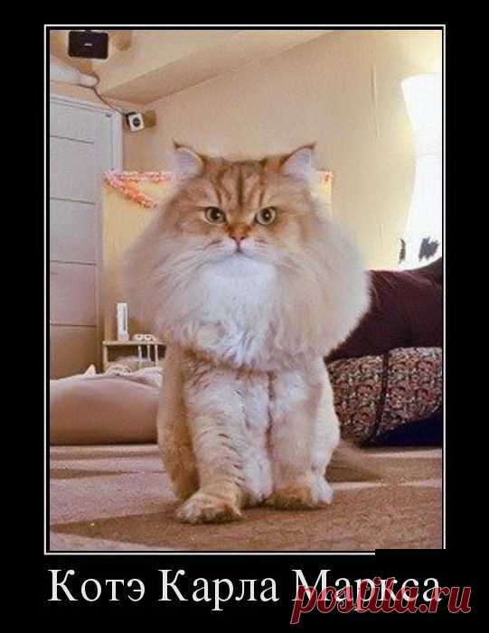 Кот Карла Маркса