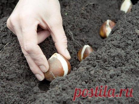 Что можно посеять под зиму?