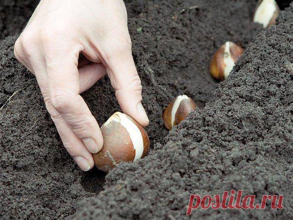 Что можно посеять под зиму?