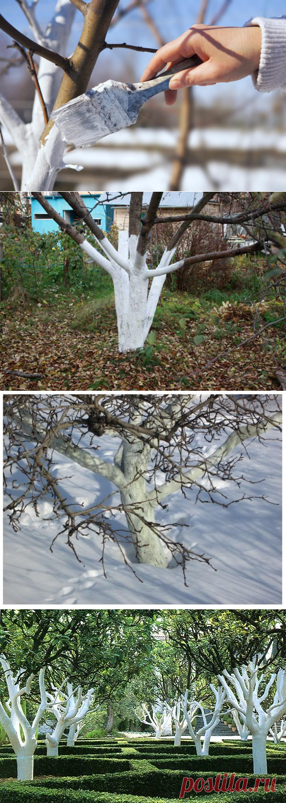 Побелка деревьев: зачем, когда и как белить