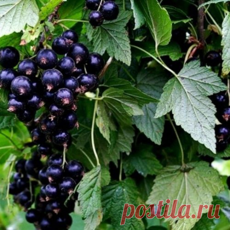 Как бороться с тлей на смородине?