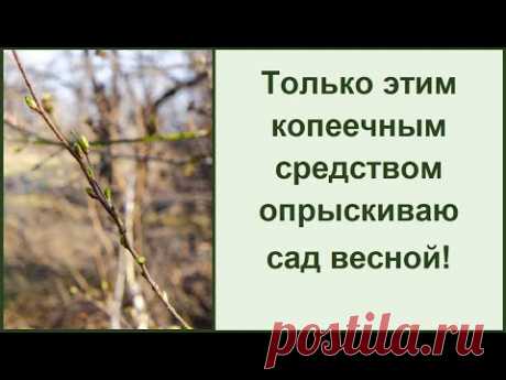 Чем опрыскивать деревья и кустарники весной, когда, сколько раз