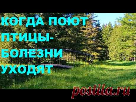 КРАСИВОЕ ПЕРЕЛИВЧАТОЕ ПЕНИЕ СЛАВКИ,ЕЙ ПОДПЕВАЕТ ХОР ЛЕСНЫХ ПТИЦ.КОГДА ПОЮТ ПТИЦЫ-СЕРДЦЕ РАДУЕТСЯ.