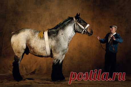 Purebred Arab Stalion Almesdampatch Twelve Years Old Wembley Horses Show 2001 Great Britain Stock Photo | Getty Images
