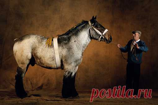 Purebred Arab Stalion Almesdampatch Twelve Years Old Wembley Horses Show 2001 Great Britain Stock Photo | Getty Images