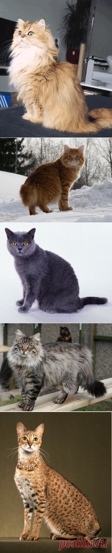 Самые крупные породы домашних кошек