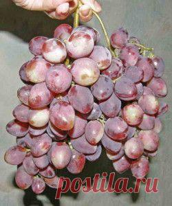 Сорта винограда ранне-среднего срока созревания | Дача - впрок