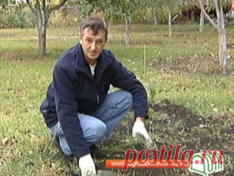 Грецкий орех - YouTube