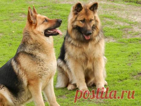 Одноклассники