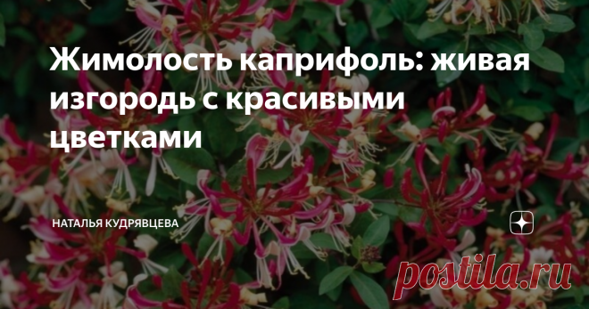 Жимолость каприфоль: живая изгородь с красивыми цветками Увлекшись выяснением вопроса о том, какую многолетнюю лиану можно посадить рядом с забором, я вспомнила старую добрую жимолость каприфоль. Когда-то у меня было это растение, причем даже разные сорта - с оранжевыми и розовыми цветками. И отлично выполняли свою роль. Однако тогда я была совсем начинающей, и высадила свою жимолость на неудачное место - с северной стороны дома, куда практически не попадают солнечные лучи...