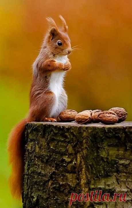 Nice pic......