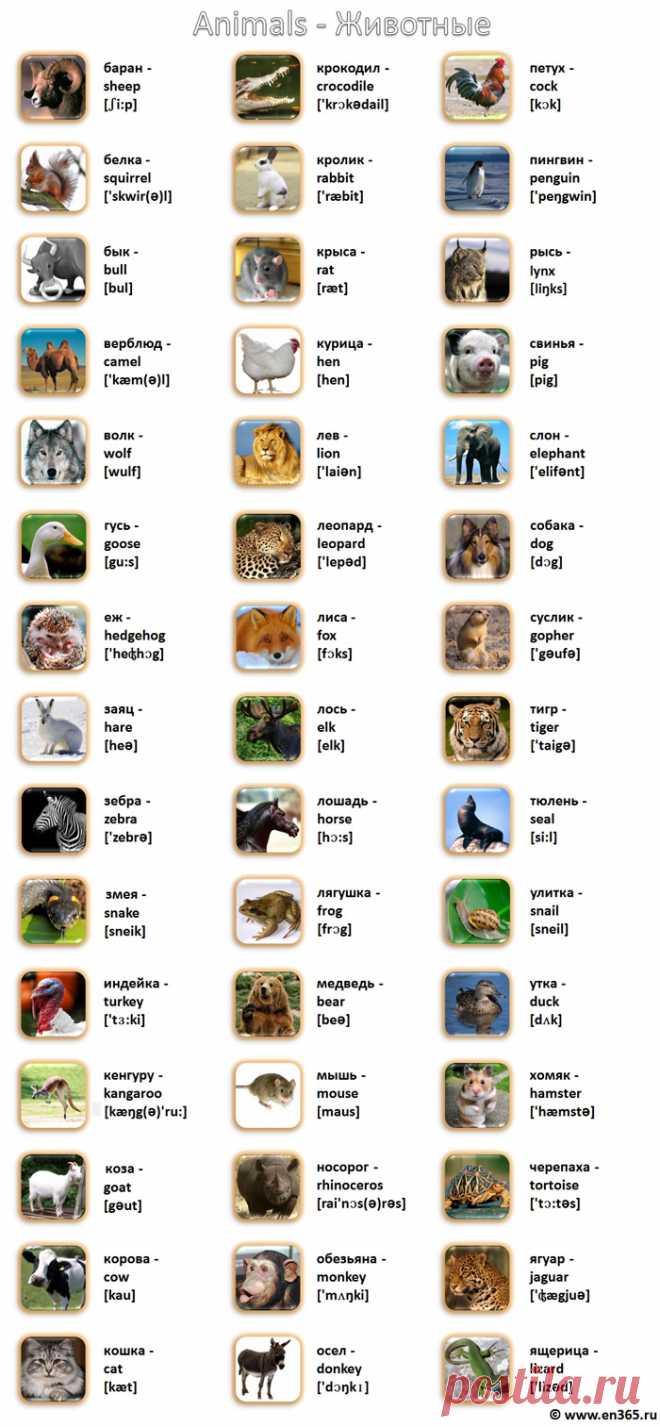 Животные на английском языке в картинках с переводом и транскрипцией для детей и взрослых