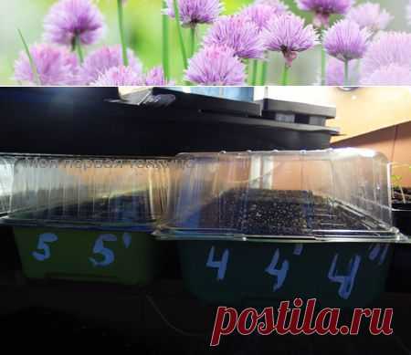 Кассеты для рассады Маркировка для памяти