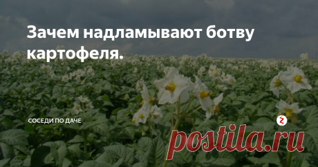 Зачем надламывают ботву картофеля. Стараюсь не только мониторить новые сорта, подкормки и препараты, но и собирать интересные старые, а иногда и вовсе забытые, способы и приемы агротехники...