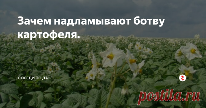 Зачем надламывают ботву картофеля. Стараюсь не только мониторить новые сорта, подкормки и препараты, но и собирать интересные старые, а иногда и вовсе забытые, способы и приемы агротехники...