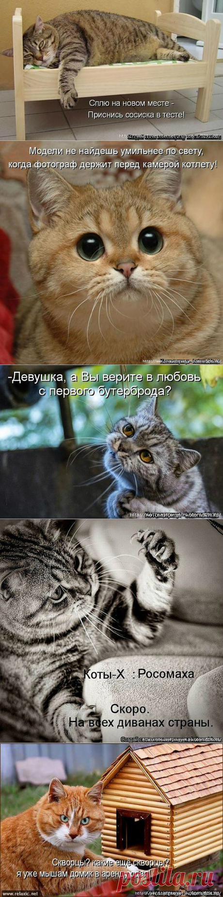 Котоматрицы.