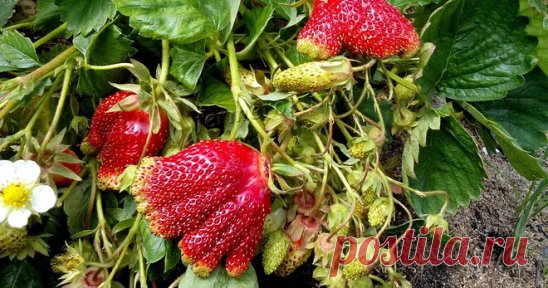 КЛУБНИКА - СОРТ КУПЧИХА
Клубника Купчиха
В 80-х годах прошлого столетия советским ученым под руководством С. Д. Айтжановой в Брянском аграрном университете удалось скрестить европейскую мускатную землянику и садовую крупноплодную клубнику. Сорту было решено дать название Купчиха, а официально внести земклунику в Госреестр удалось только в 2017 году. Клубника Купчиха имеет уникальное описание сорта благодаря родительской паре: