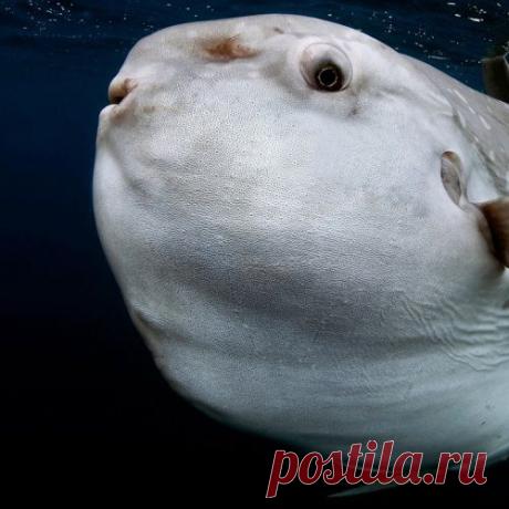 Лучшие фотографии животных со всего мира за неделю
