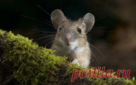 18 гениальных способов повторного использования чайных пакетиков