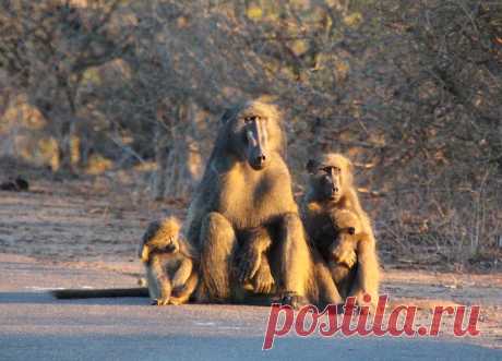Baboon family Sitting on the road waiting for the sun to go down
