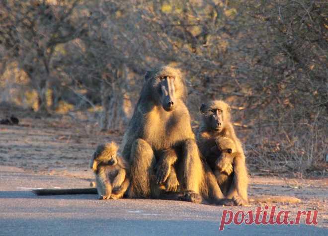 Baboon family Sitting on the road waiting for the sun to go down