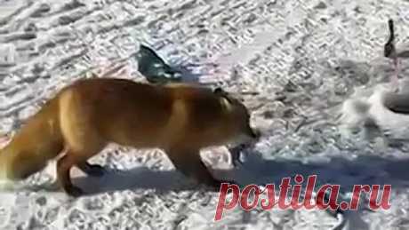 Лиса пришла к рыбакам просить рыбку. Хорошее душевное видео.